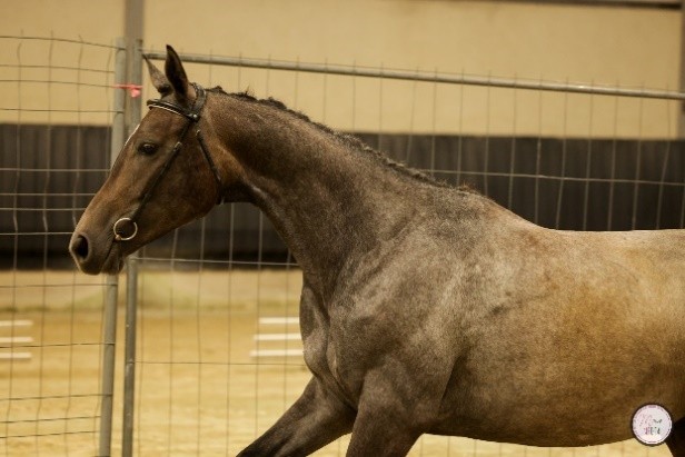 Lubie de Bonmont