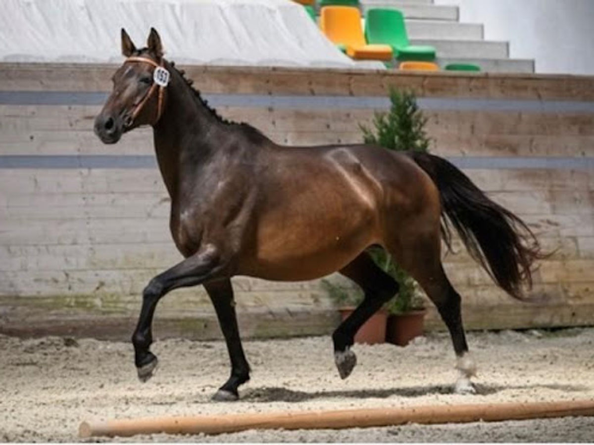 Cheval issu de l'élevage des Ecuries de Bonmont, présenté en finale