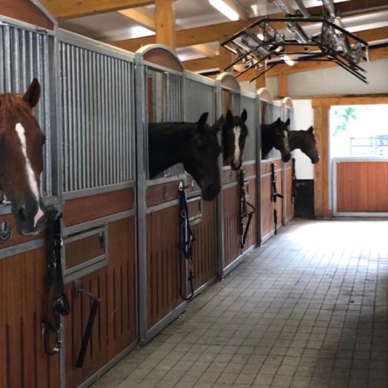 Chevaux aux boxes, fenêtre donnant sur le couloir de l'écurie